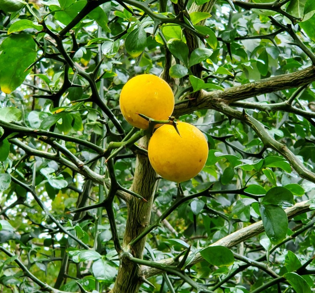 Poncirus Trifoliata Flying Dragon Trifoliate Citrus 2023 HARVESTED 100+ Seeds 🍊