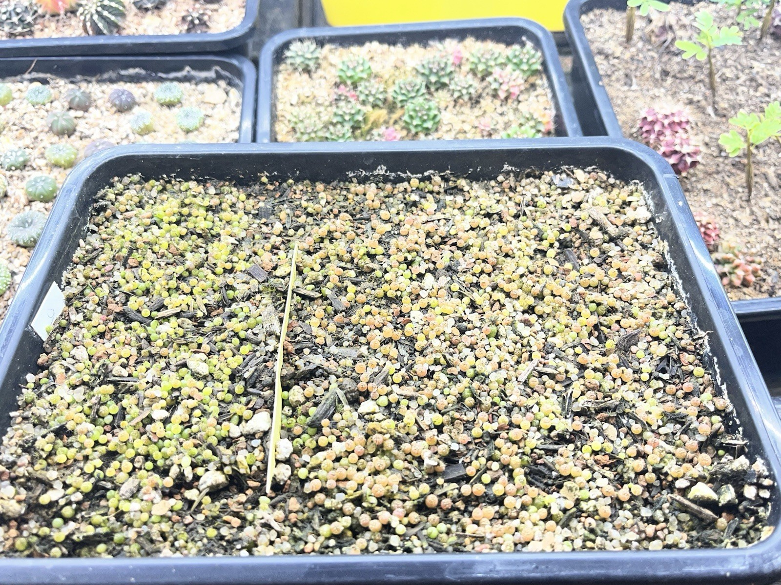 300+ Gymnocalycium Variegated Seeds