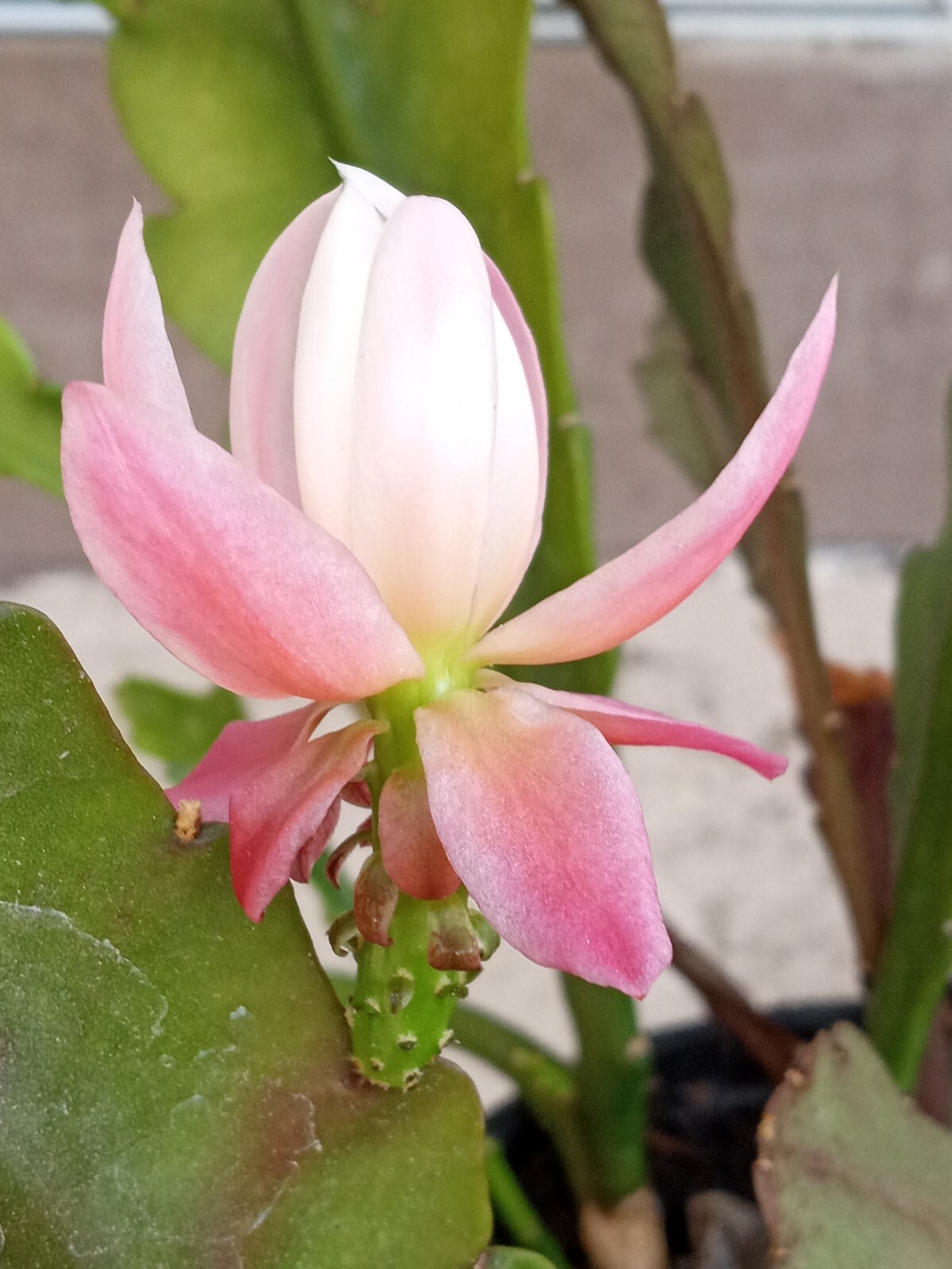 Rare Orchid Cactus German Empress Epiphyllum Fresh Cutting Live Plant 6″+