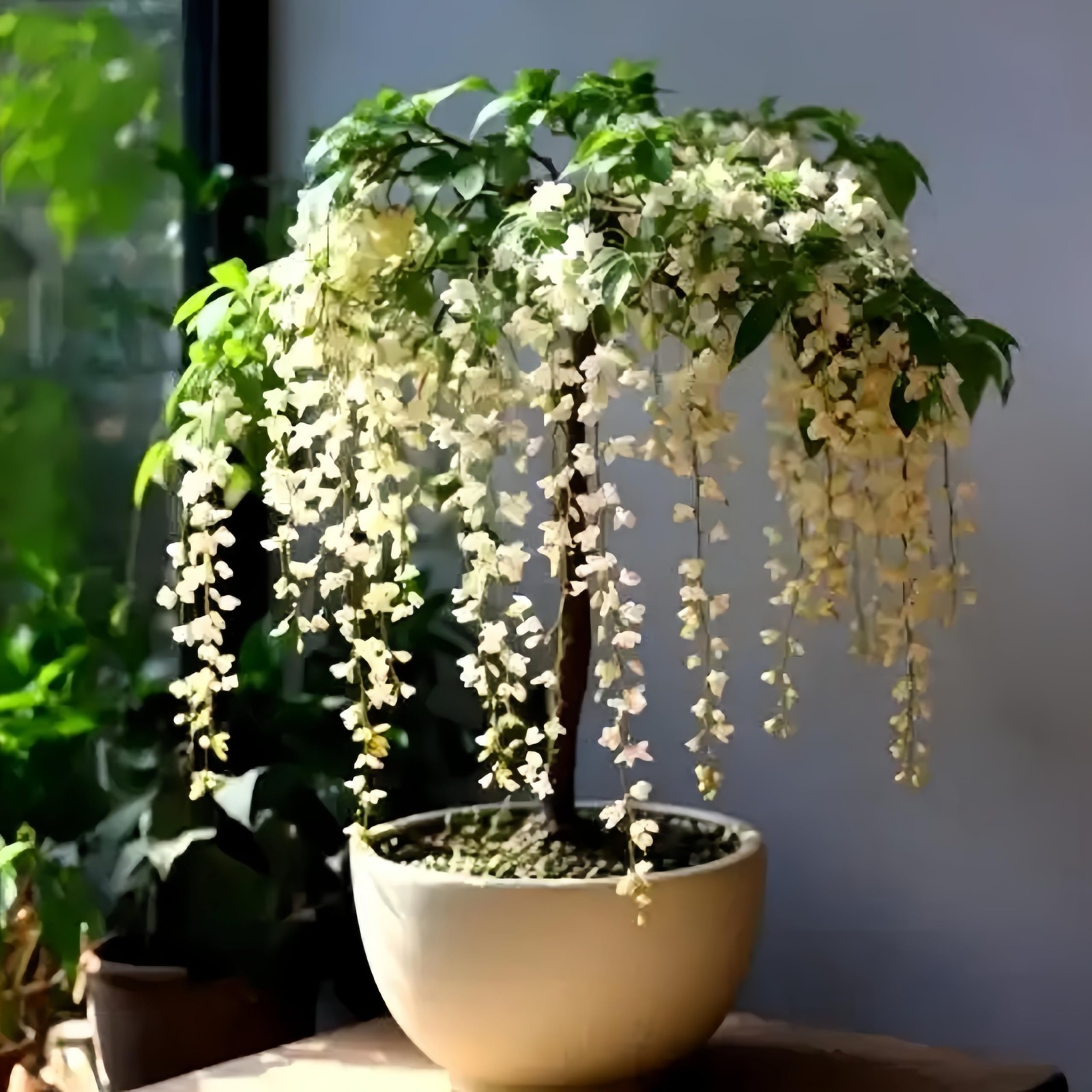 Weeping Jasmine Seeds (300 PCS) – Fragrant Cascading White Flowers, white