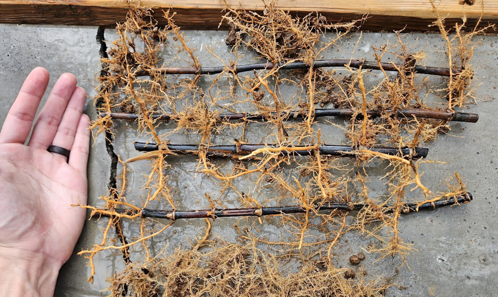 Black Bamboo Phyllostachys Nigra Live Bare Root Plant (3) Fresh Rhizomes