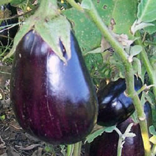 300 Eggplant Seeds Black Beauty Egg Plant Seeds 85 Days