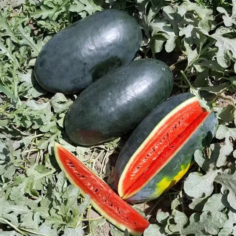 40 Black Diamond Watermelon Seeds- With Bonus! |Organic Non-GMO Heirloom