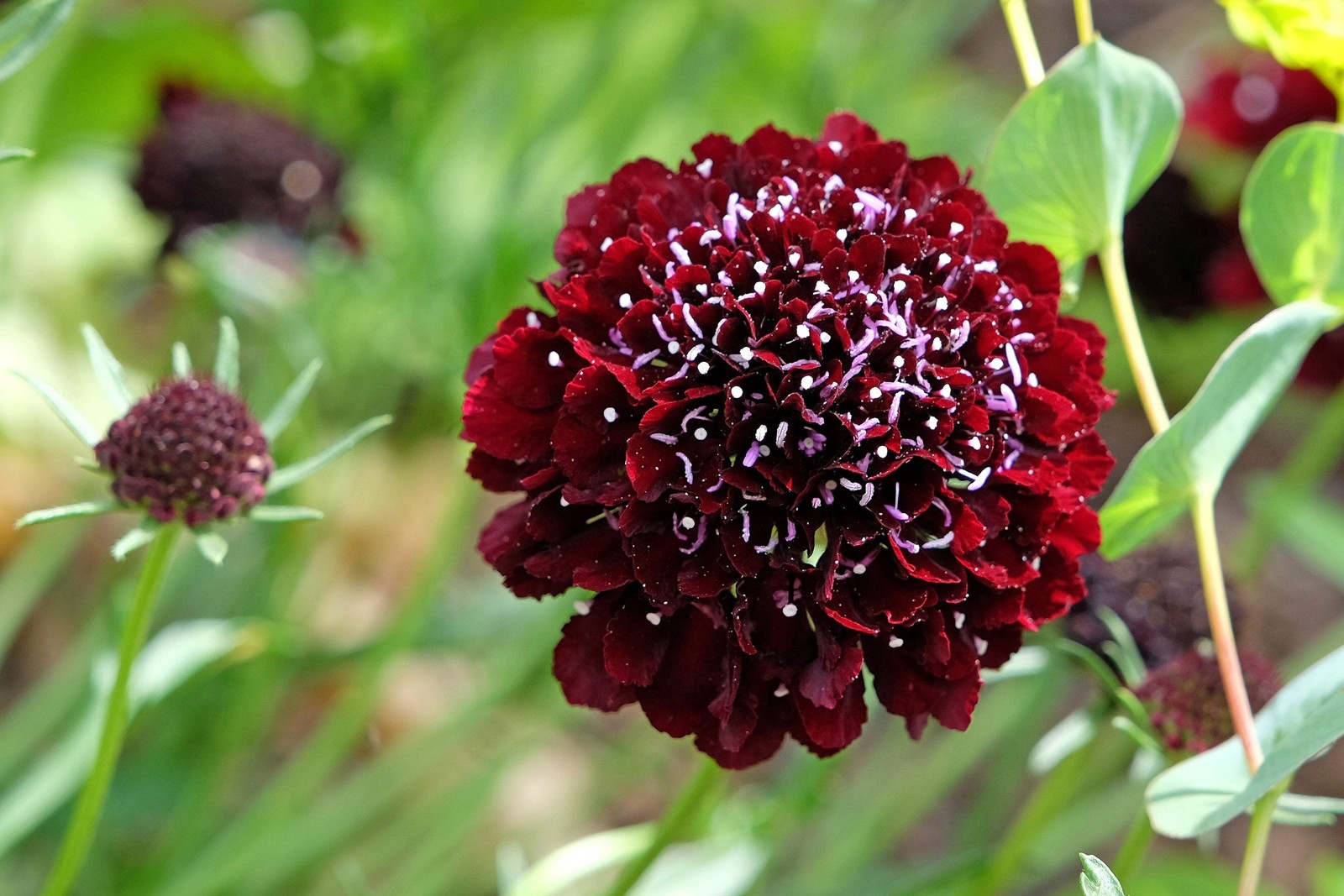 50 FINEST MIXED Colors SCABIOSA Atropurpurea Pin Cushion Flower Seeds