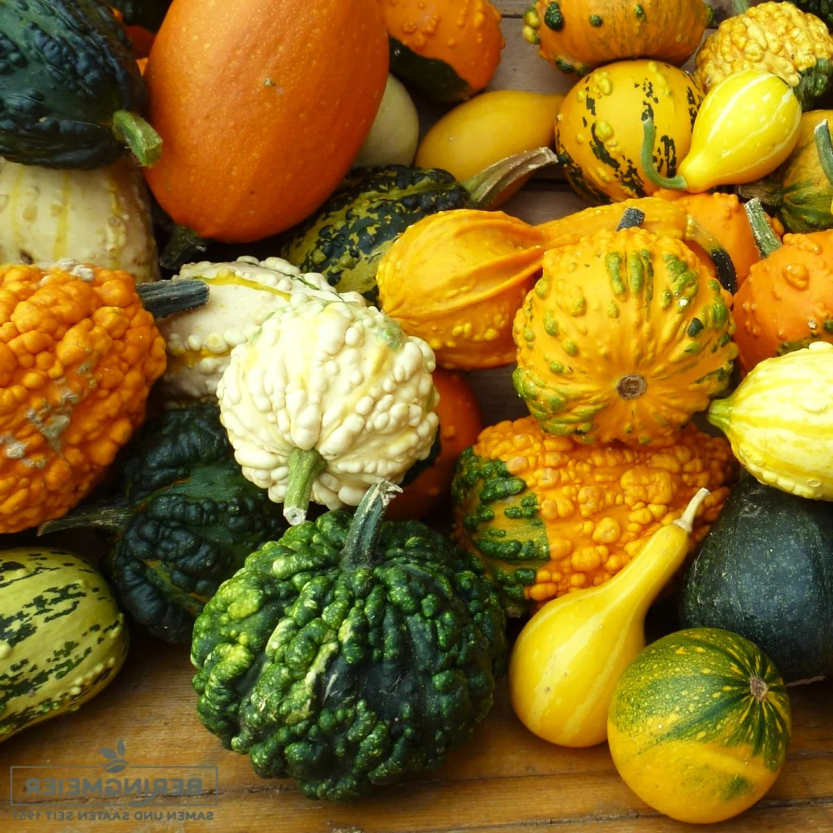 Small Warted Indy Mix Ornamental Gourd Seeds – For 2025 Planting Miniature