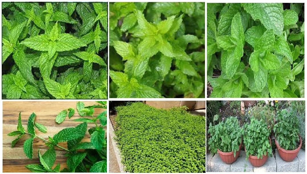 * Green Spearmint * 100 + SEEDS USA Home Grown