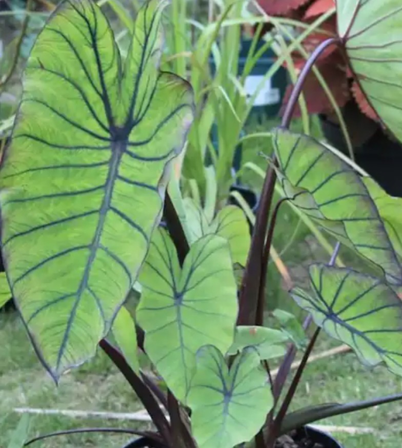 2 X Colocasia Blue Hawaii ROOTED Elephant Ear Bulbs Live Plants Rhizomes Royal