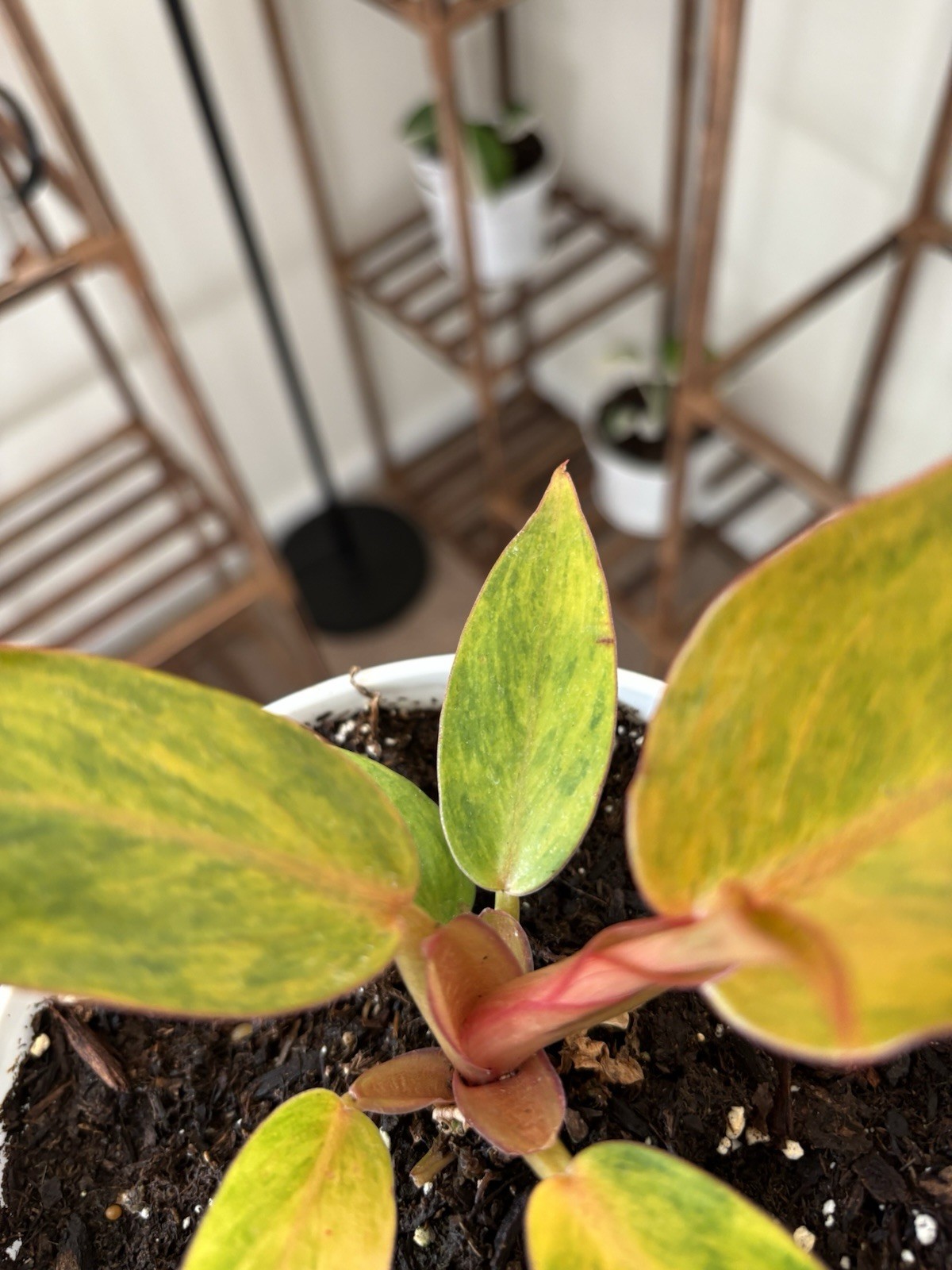 Philodendron Quadcolor Variegated 6″ Pot Rare Exact Plant #070