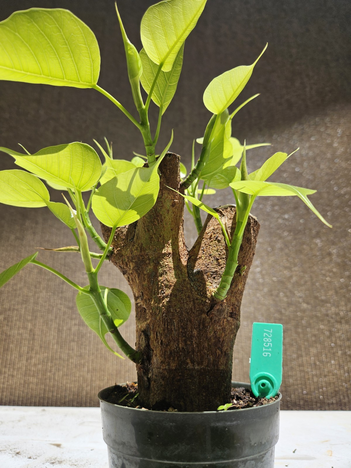 Ficus religiosa ( Sacred fig – Cây Bồ Đề) Bonsai Tree,,,, sale