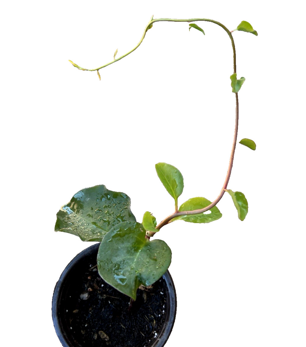 Madeira vine, Anredera cordifolia, 1 live plant in 3.5” pot,藤三七