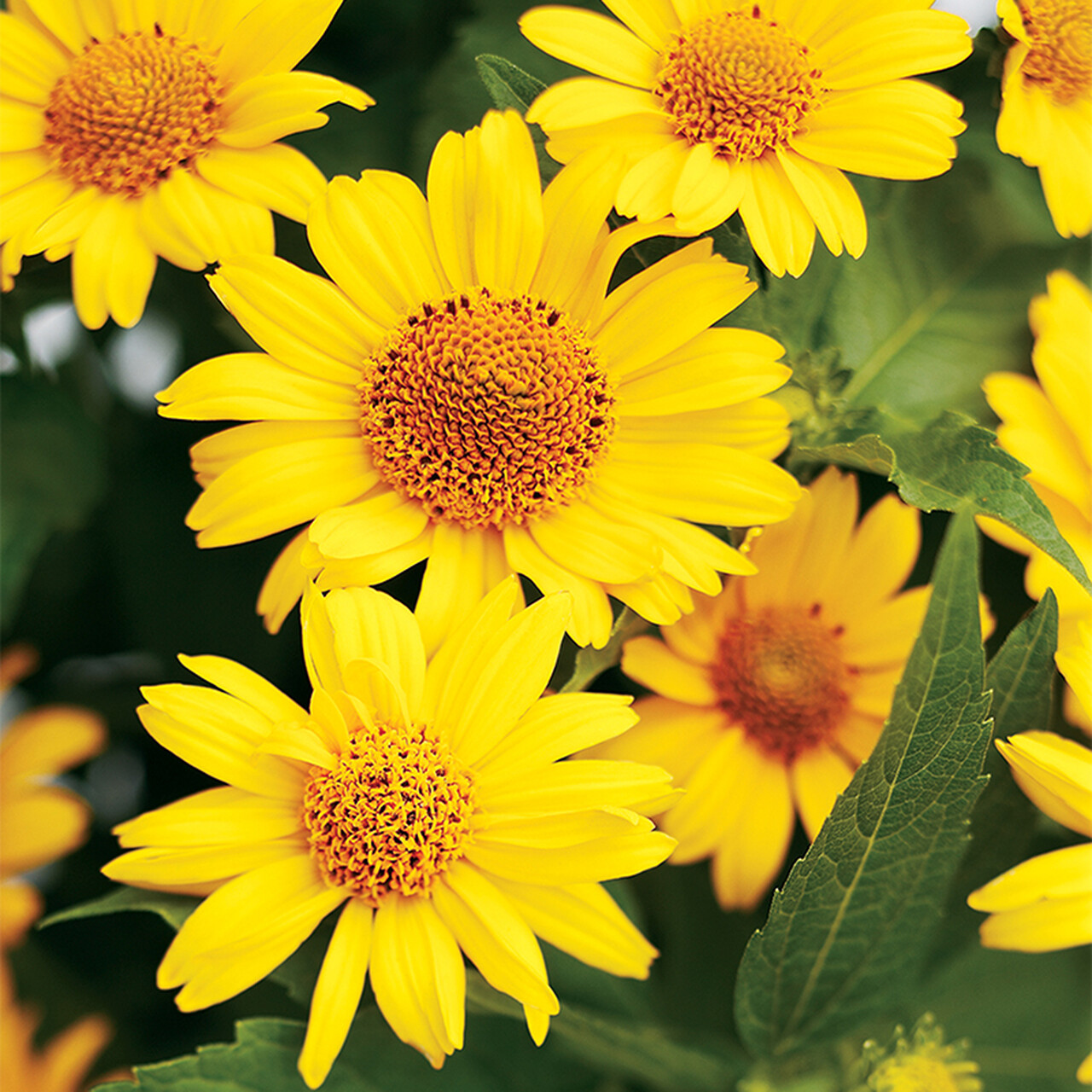 Ox-Eye Sunflower Seeds | Wild Prairie Sun Flower Perennial Wildflower Seed 2024