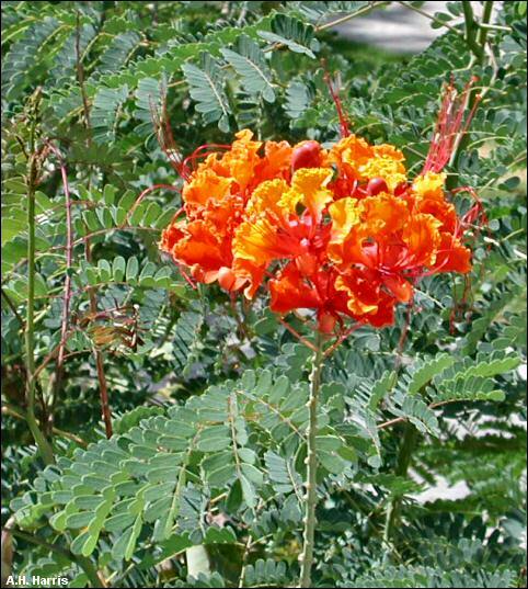 12 RED BIRD OF PARADISE Caesalpinia Pulcherrima Barbados Flower Seeds (27)