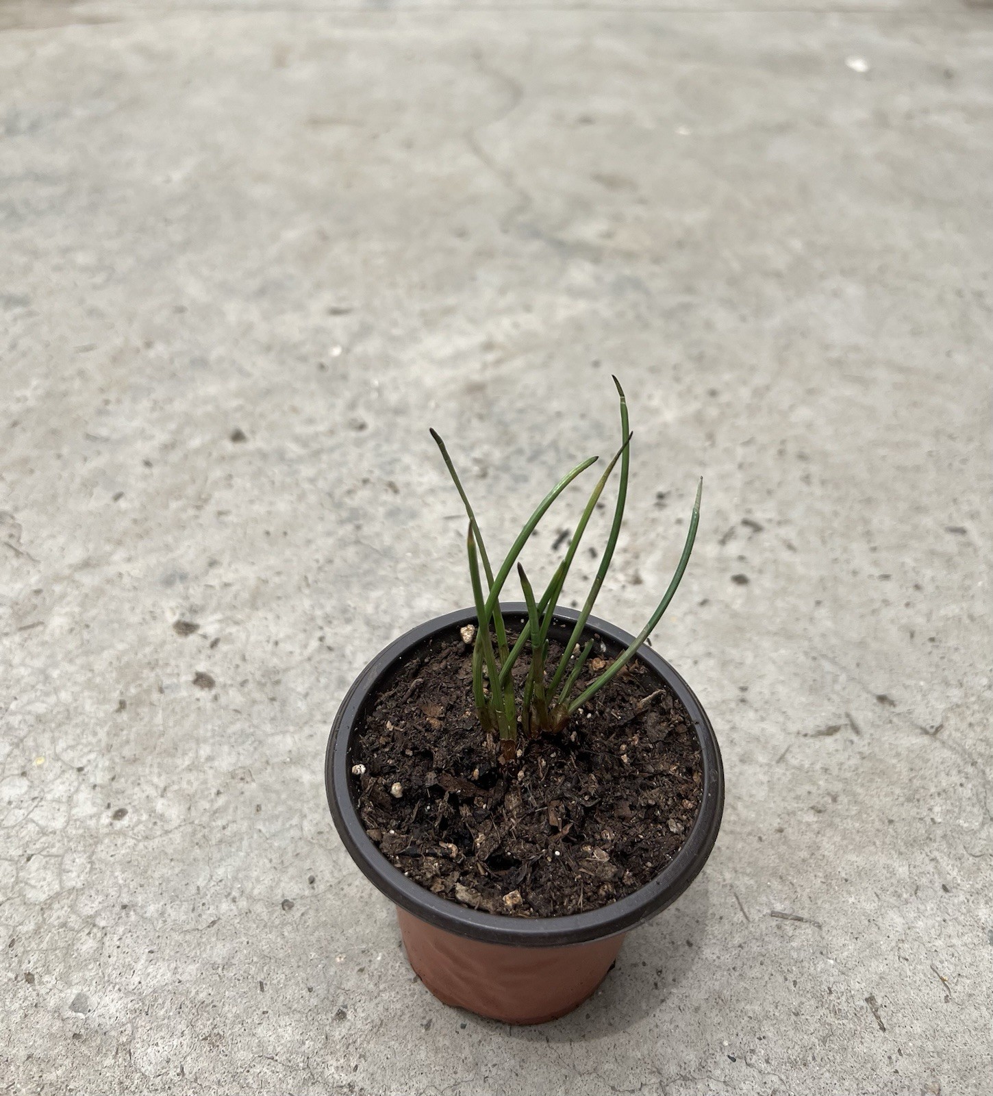 Water Chestnut With Pot Eleocharis Dulcis Ready to Plant