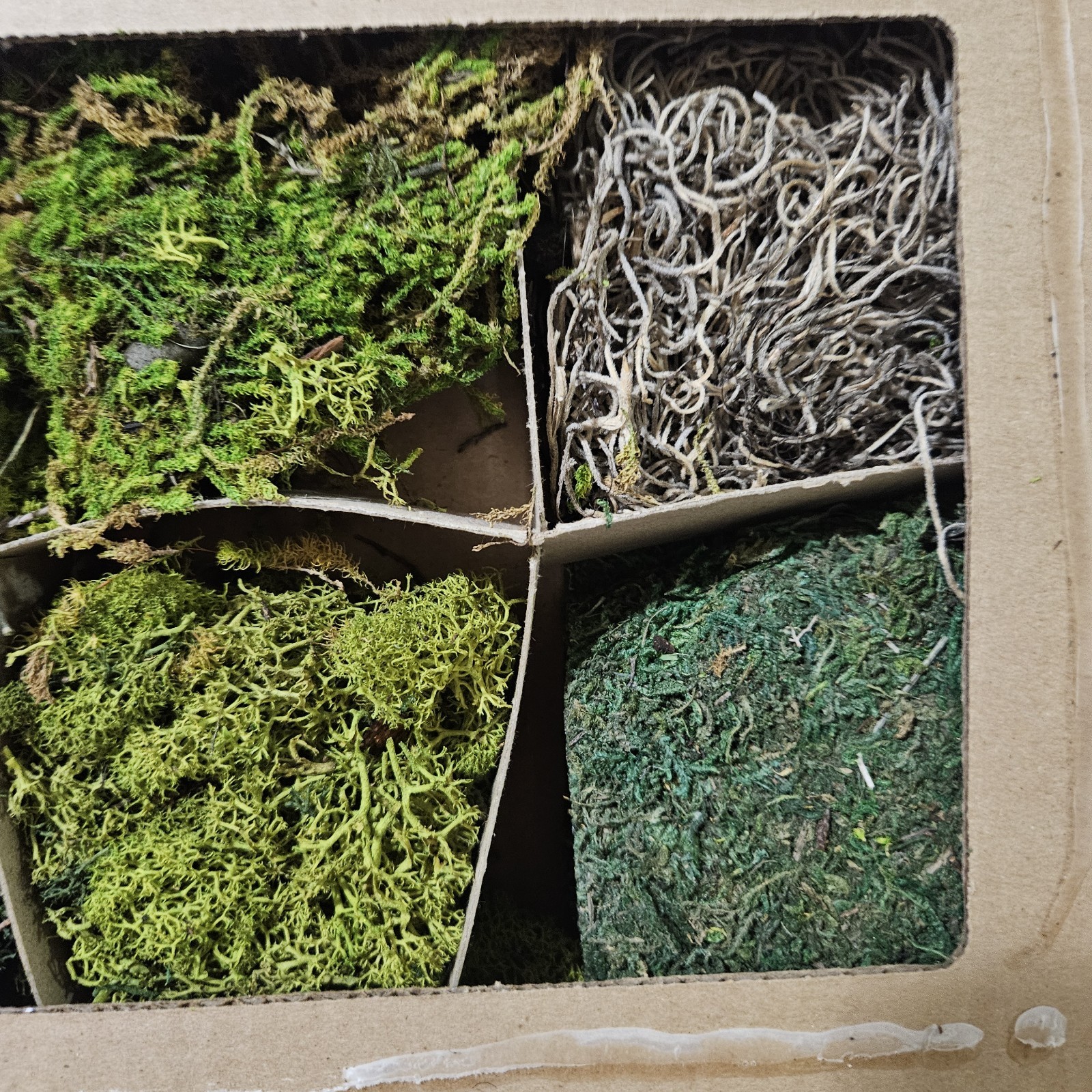 6 Types Natural Moss Crafting DIY Floral Flower Arranging