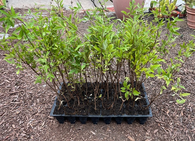 Vitex Chaste tree – Live Plants – Lilac Chasteberry