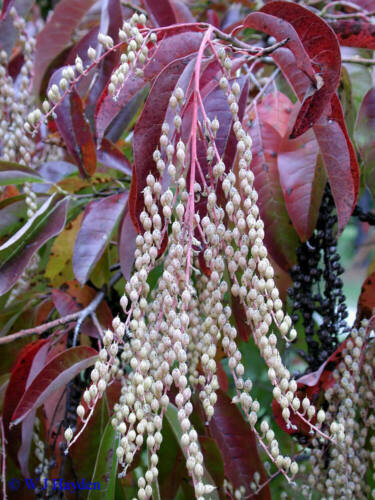 100 Lily of the Valley Sourwood Seeds (Oxydendrum arboreum) | Honey Bee Tree