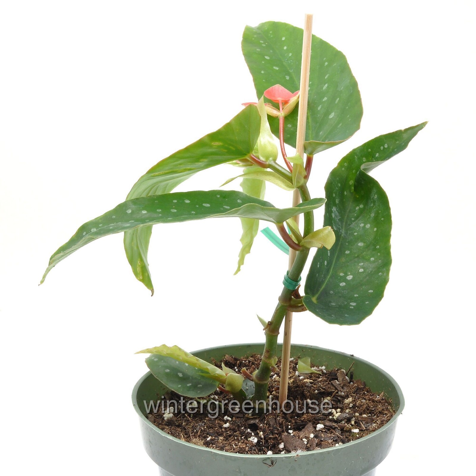 Begonia maculata Tamaya, Bamboo Cane Begonia, Container Size: 4.5″