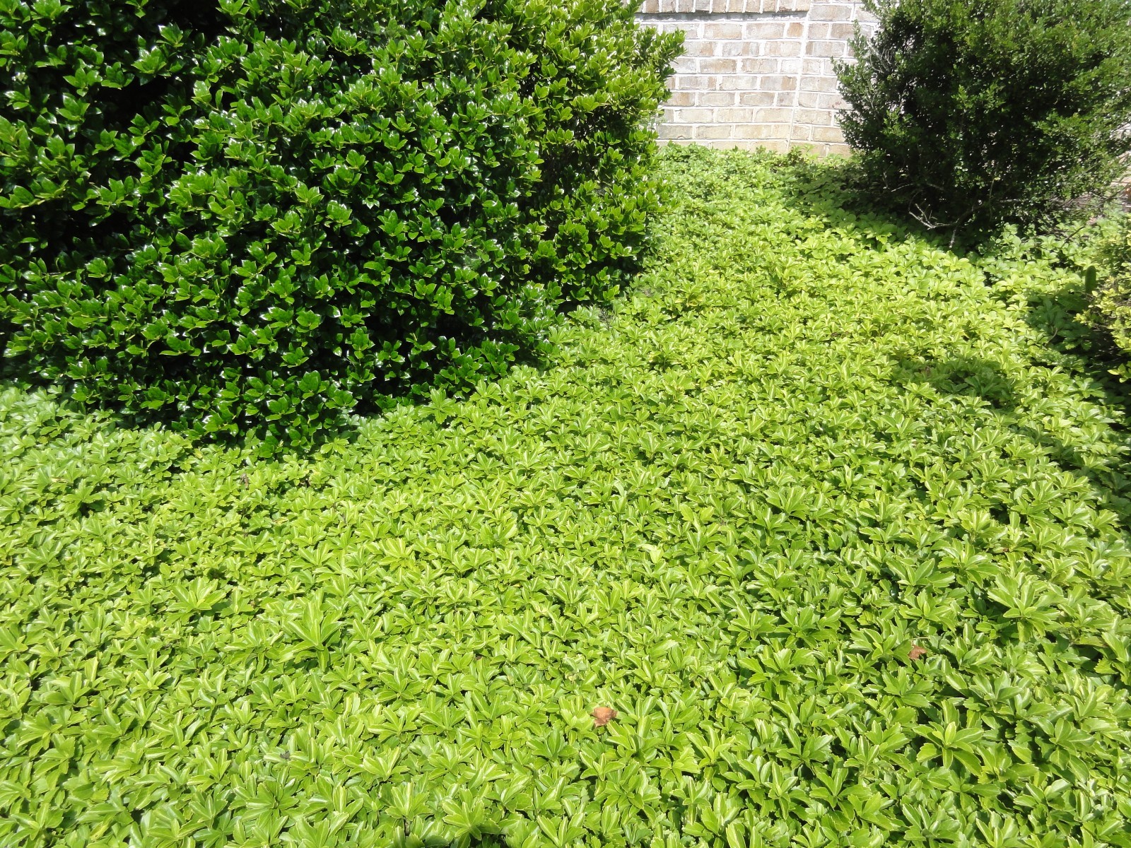 Pachysandra Spurge 80 Bare Root Plants