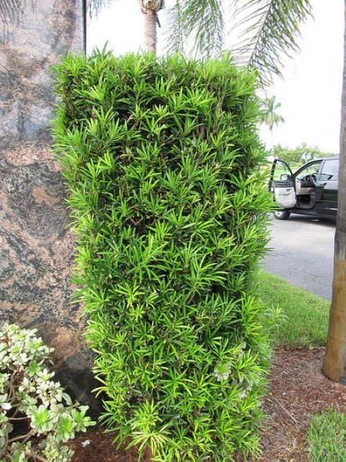 Upright Shrubby Yew Podocarpus Macrophyllus – Live Plant – ( 2.5 QT )