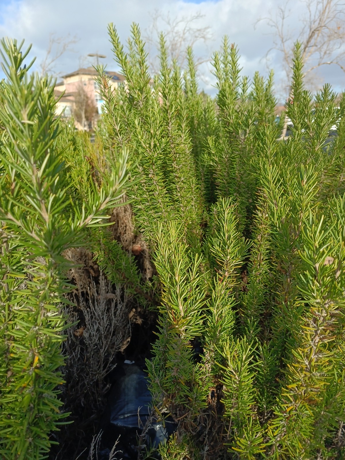 Organic Rosemary Herb Plant LIVE 12 X Cuttings 10 Inch each USA Grown FAST SHIP