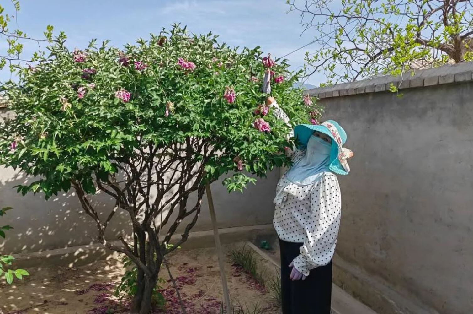 “Peace & Prosperity” multicolor large flower tree peony