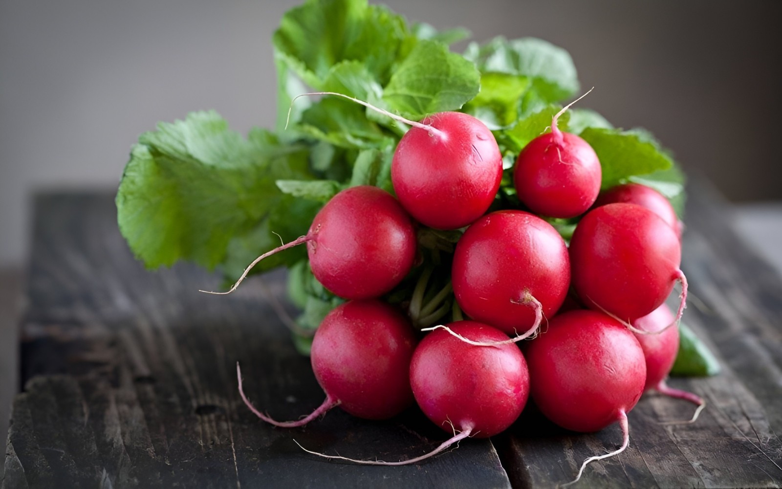 500 Organic Heirloom Cherry Belle Radish Seeds Sweet Crisp Fall Heirloom Veggie