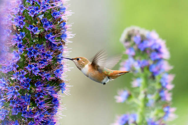 PRIDE OF MADEIRA Flower Seeds Echium fastuosum Blue Tower of Jewels Garden Plant