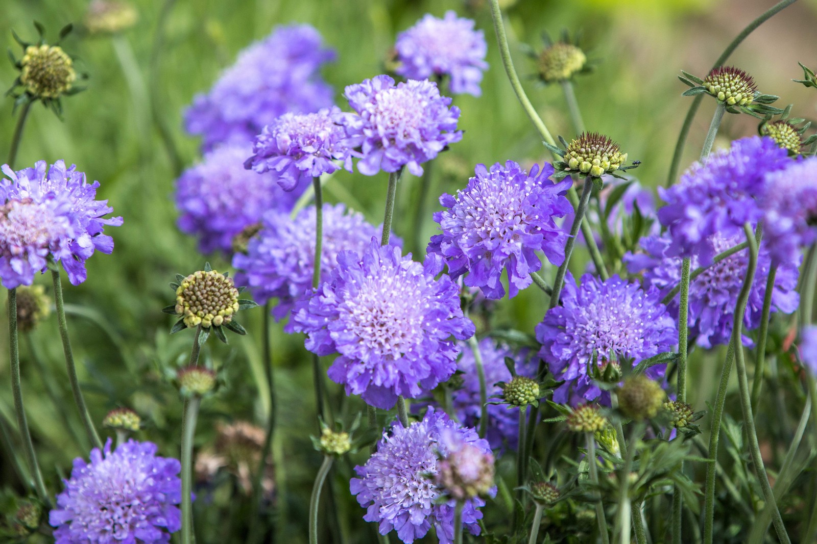 50 FINEST MIXED Colors SCABIOSA Atropurpurea Pin Cushion Flower Seeds