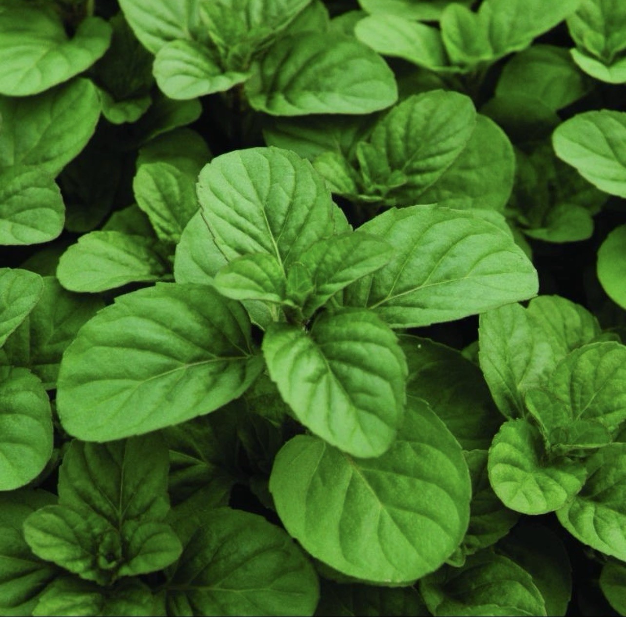 5 Pk Orange Mint Herb Live Plant Stem Rooted. Mentha x Piperita,
