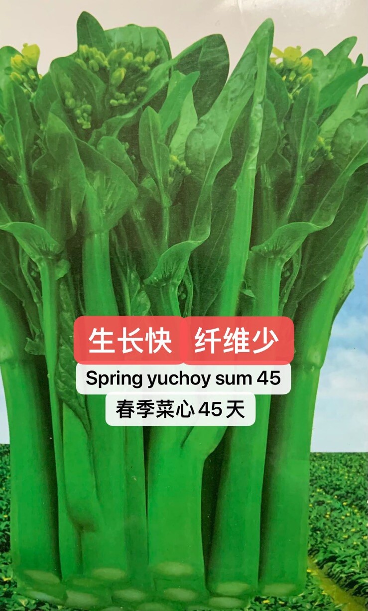 300+Asian Yu Choy Choi Sum Choy Sum Chinese Flowing Cabbage Seeds300多粒甜油菜心种子2023