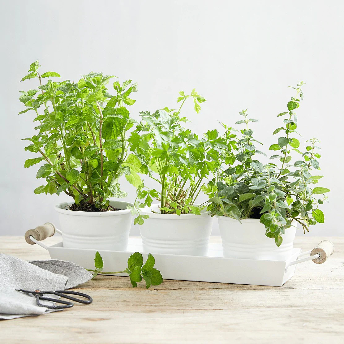Sweet Italian Oregano Seeds | Origanum Wild Marjoram Perennial Herb Seed 2023