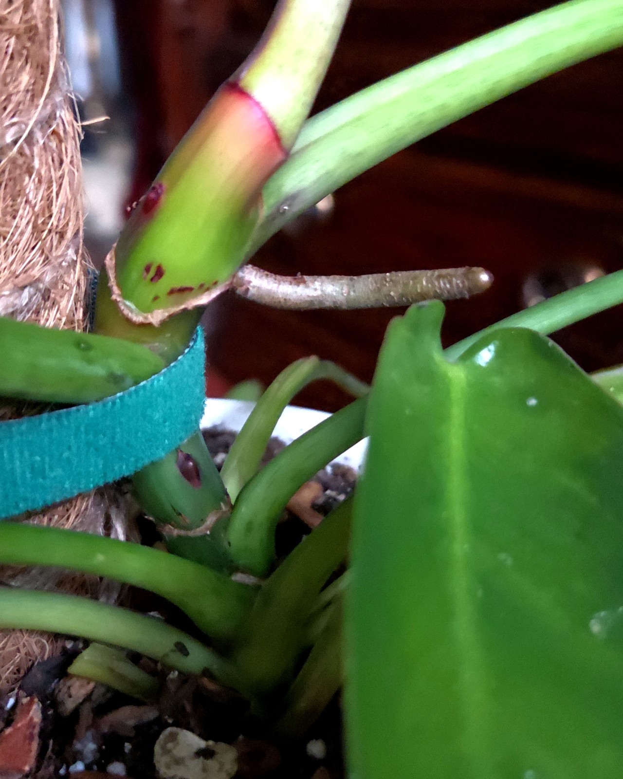 Rare Philodendron Spiritu Sancti 20″ Tall Aroid Not Monstera Anthurium Syngonium