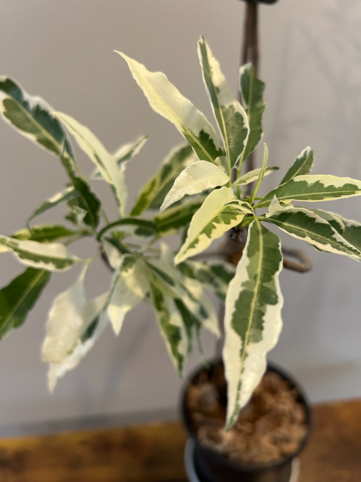 Variegated Baobab (Adansonia digitata ‘Variegata’)- close to pictured, US seller