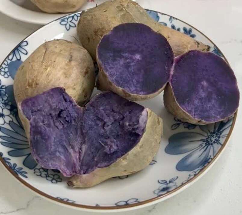 5 Purple And White Japanese Yam Sweet Potato Slips Rooted In A Cup (DâyLangNhat