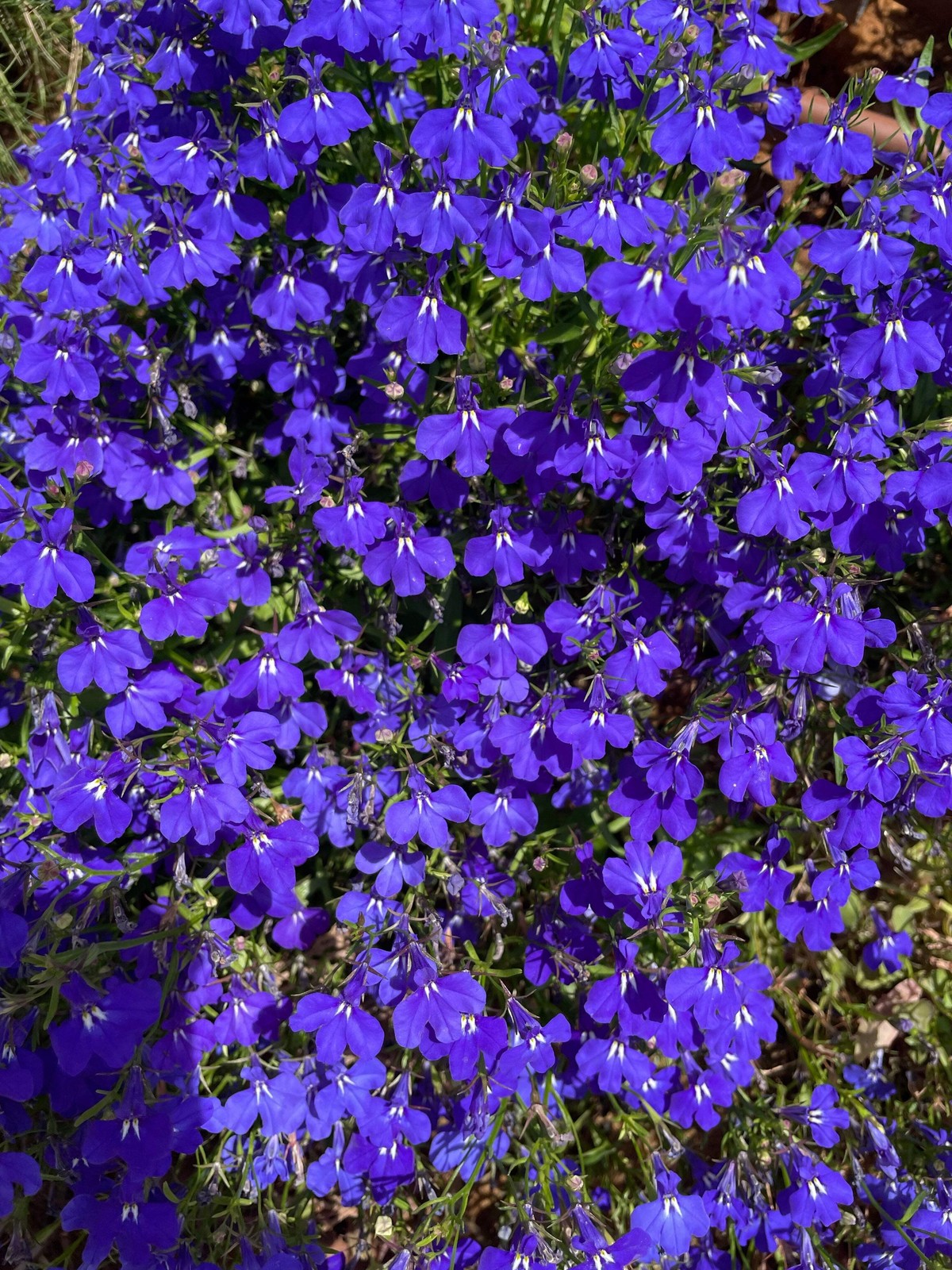 200 CRYSTAL PALACE Purple BLUE LOBELIA REGATTA Erinus Flower Seeds *Comb S/H