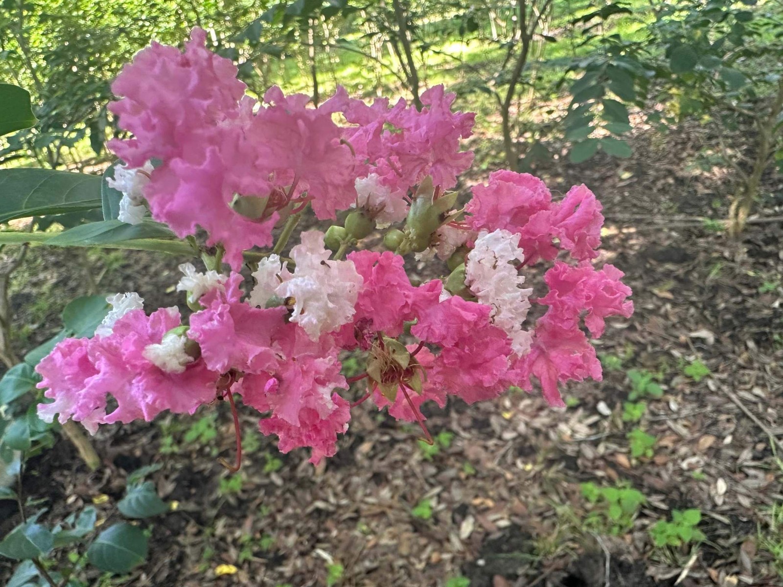 Seminole Crape Myrtle: Dynamic Color and Unique Beauty for Your Landscape