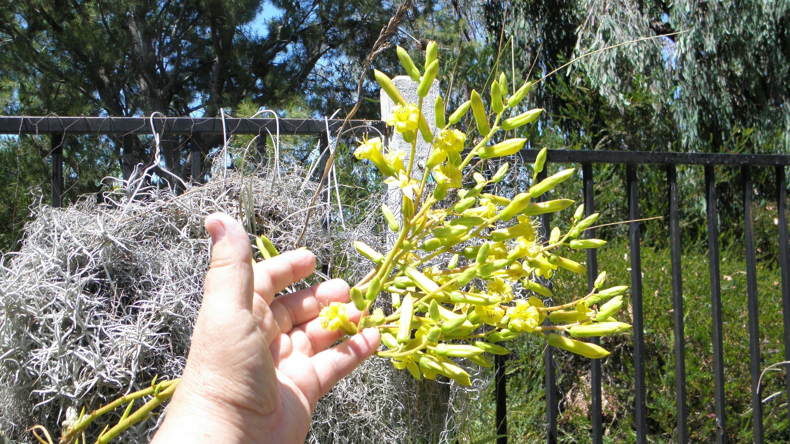 Tylecodon dinteri LARGE CUTTING FREE FLOWERING FAST GROWING
