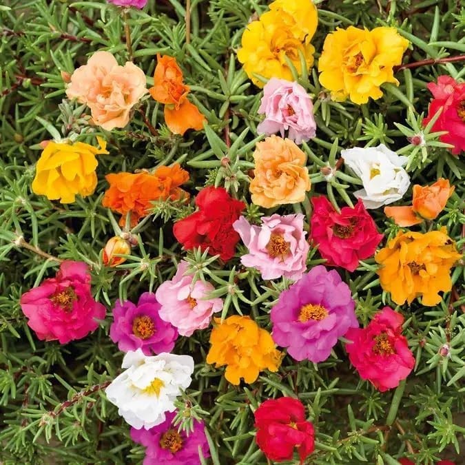 🌸 20000+ MOSS ROSE PORTULACA MIX SEEDS DOUBLE BLOOMS HEAT DROUGHT FREE SHIPPING