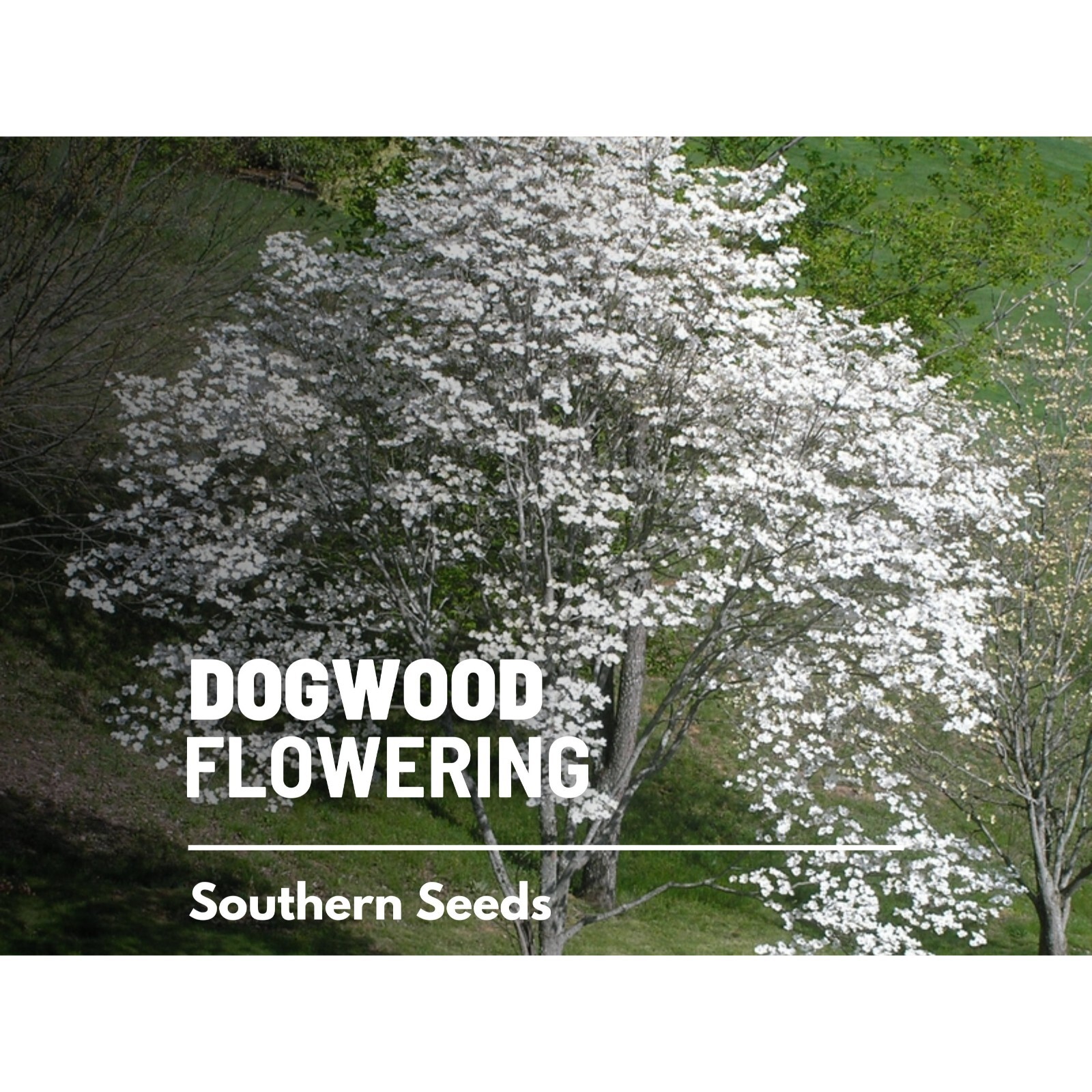 Dogwood, Flowering (White) – 20 Seeds – Heirloom Tree, Stunning White Blooms, Lo