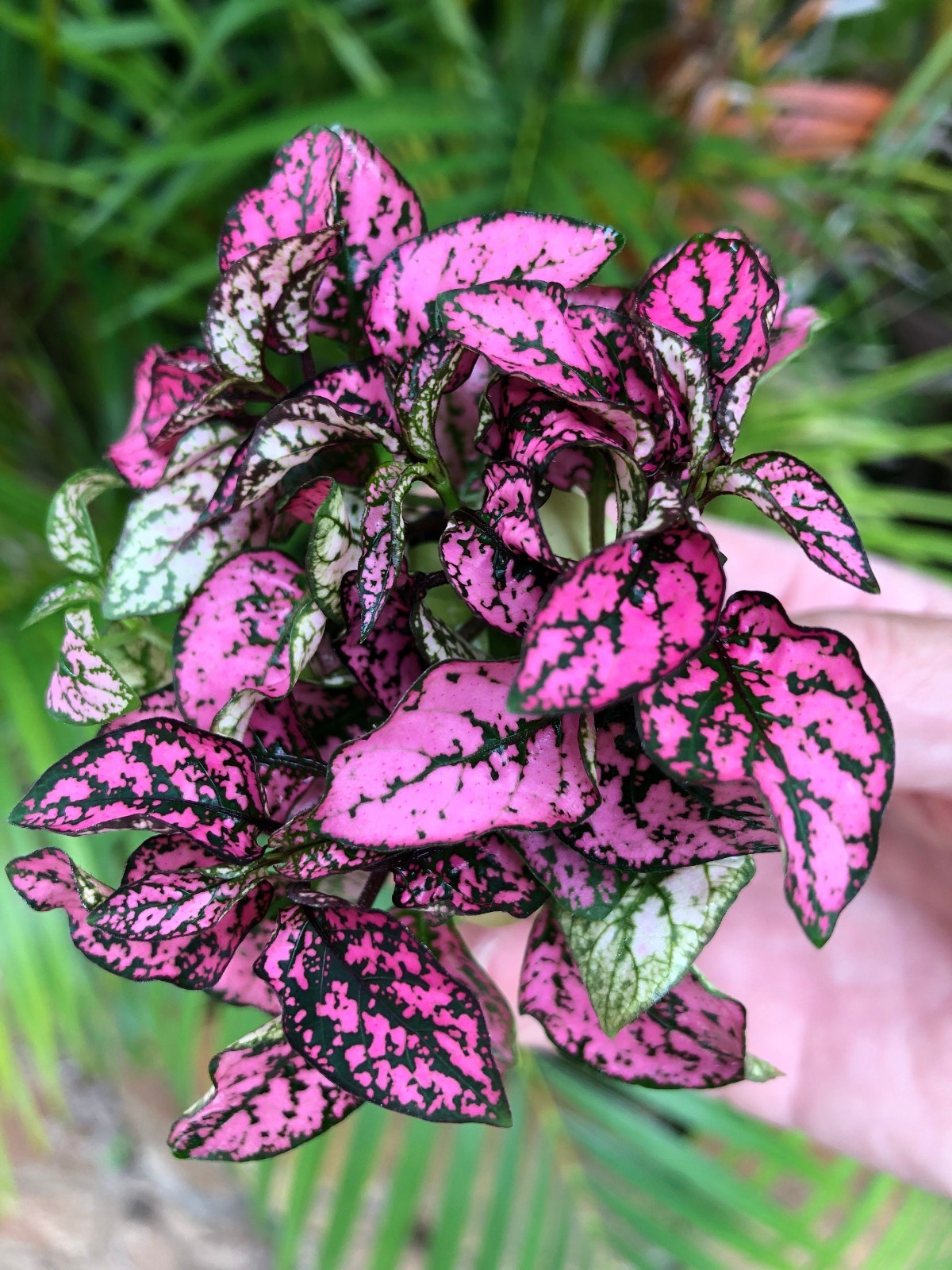 Hypoestes Rose Polka Dot 3 Pack Starter Plants Live Colorful Houseplants