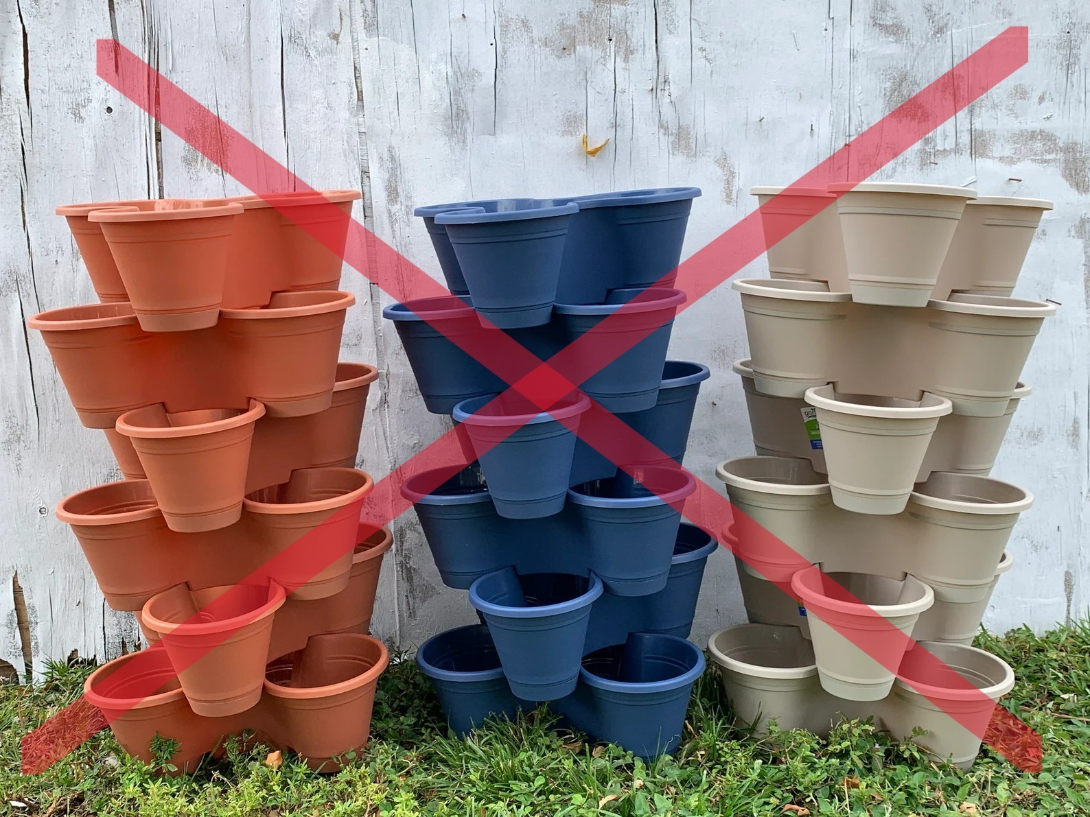 6XL Strawberry Plants “Ozark Beauty” Everbearing(Pack of 6XL Bare Root) Zone 4-9