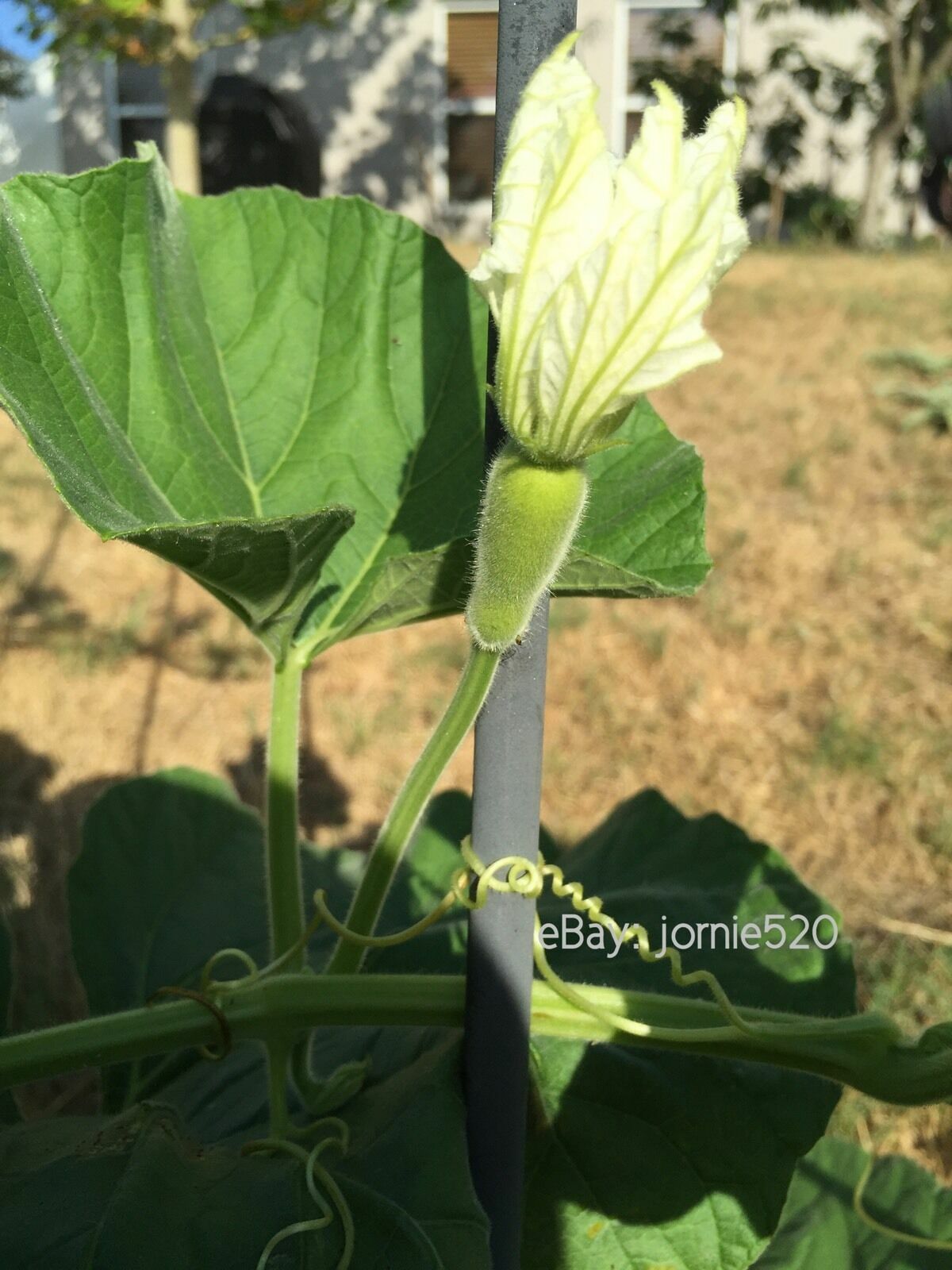 RARE✿ Back in Stock! Heirloom Edible Tambuli Gourd/Calabash/Lauki 10 Seeds