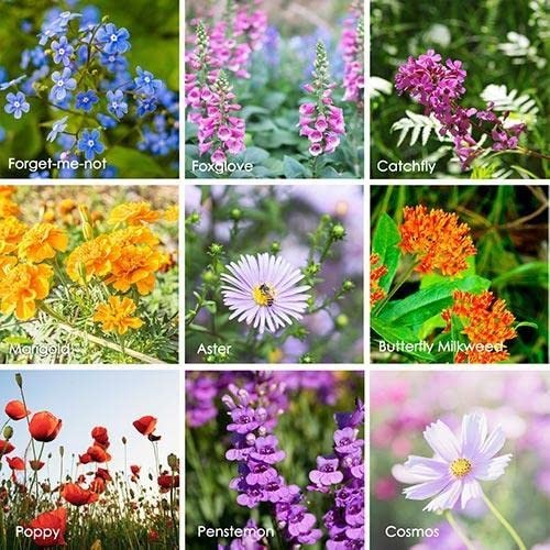 Sow in Spring/Fall. Mixed Wildflower Seeds – Butterfly and Hummingbird Mix