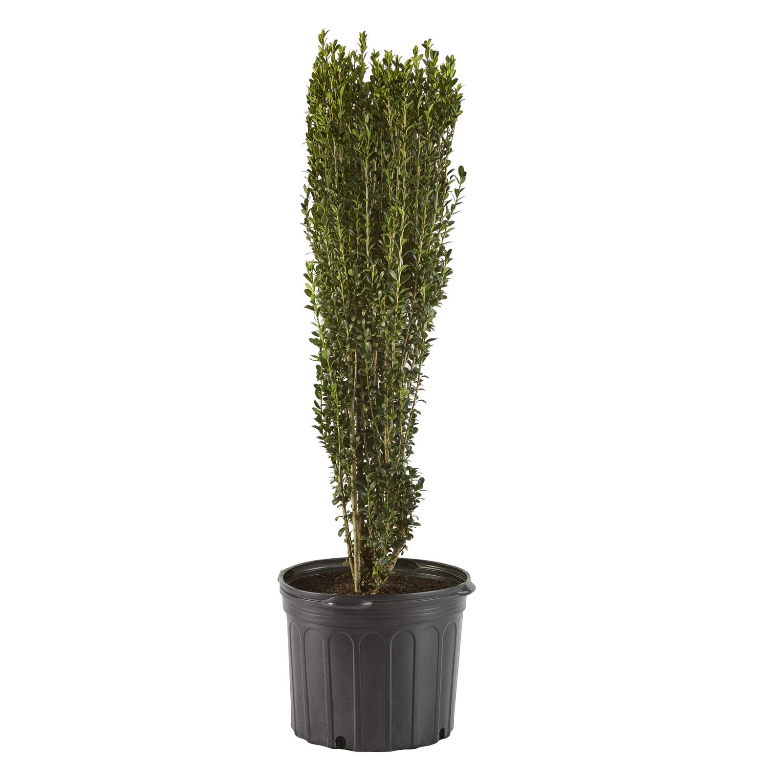 Generic Holly 1 Gal. Sky Pencil Holly Ilex Shrub