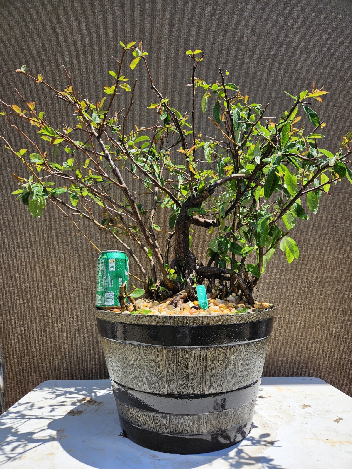 Old Japanese Flowering Quince ( Toyo- Nishiki -Quince ) Bonsai Tree,,, SALE