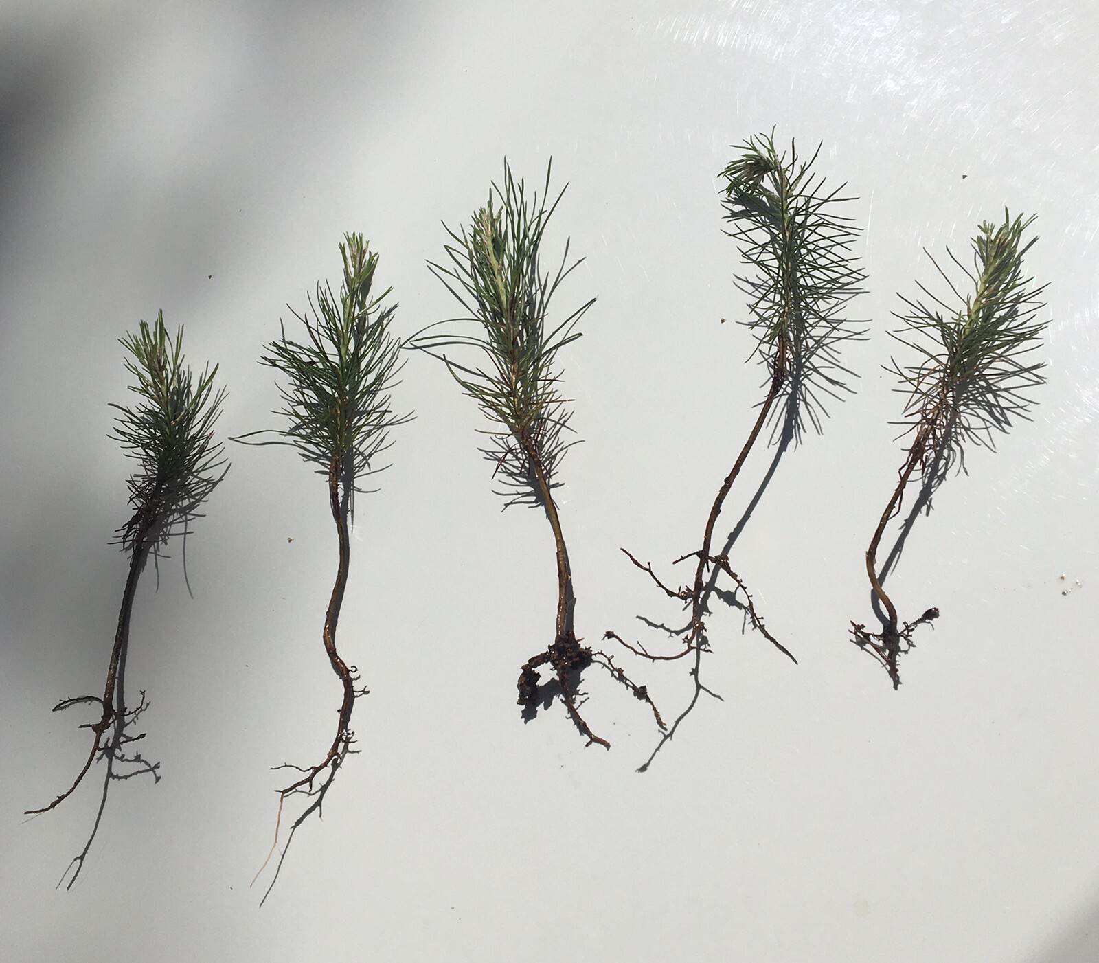 5 loblolly pine tree seedlings wild grown 3-6″ perfect transplant size FAST grow