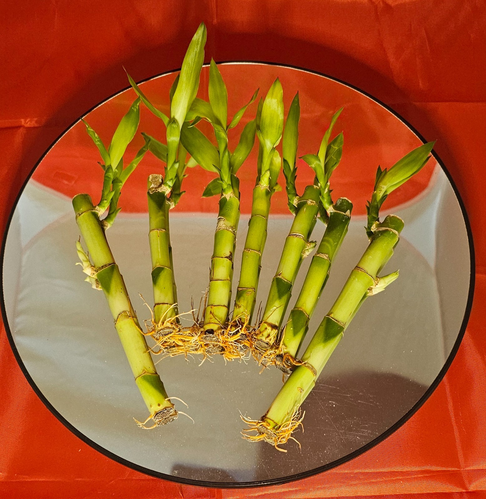 Lucky Bamboo 8 Stalks (6×4″+2×6″) Easy Care Perennial Rooted Water Plant Gift
