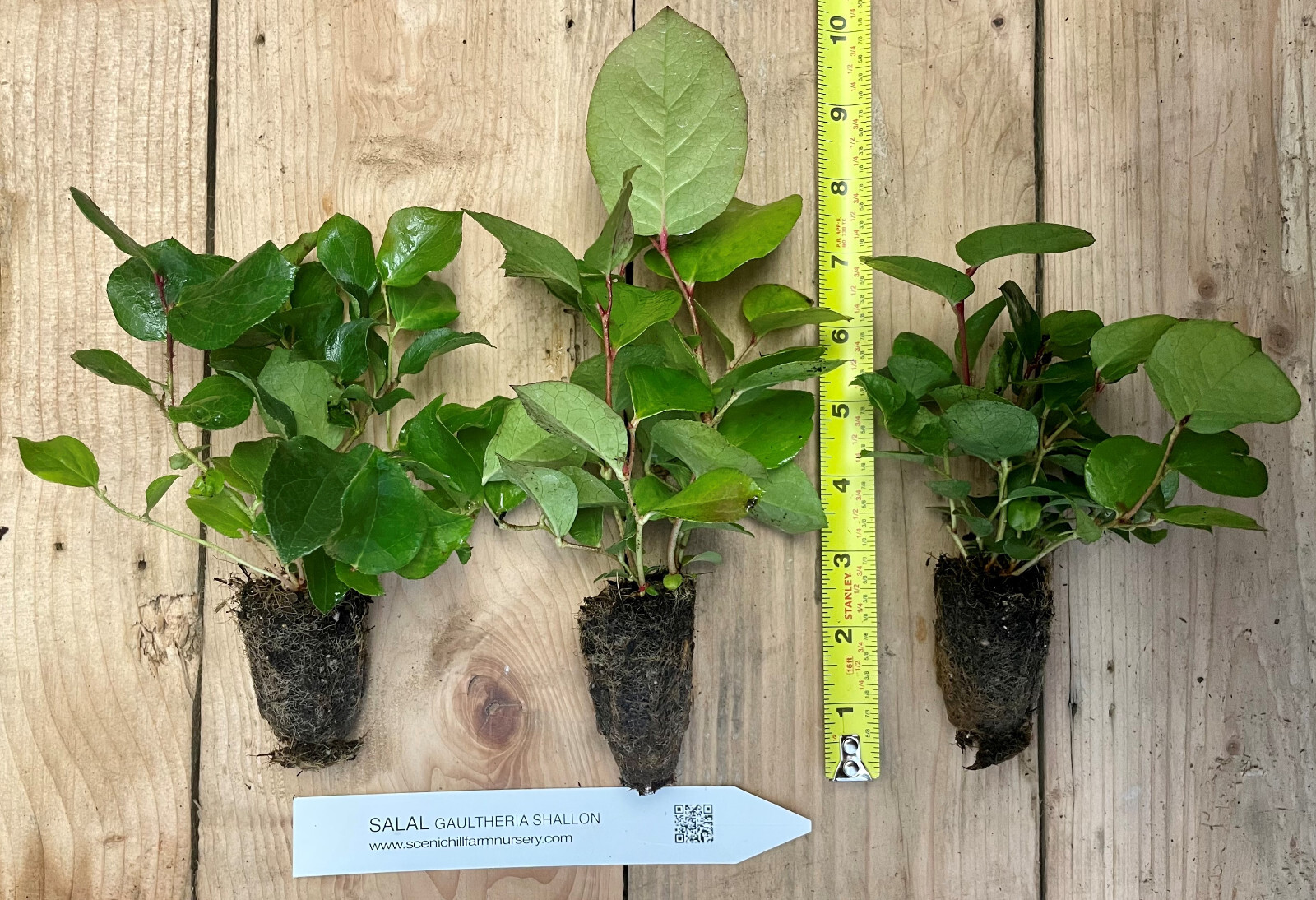 Salal Gaultheria shallon – Ground Cover, Erosion Control, Tasty Berries, Floral