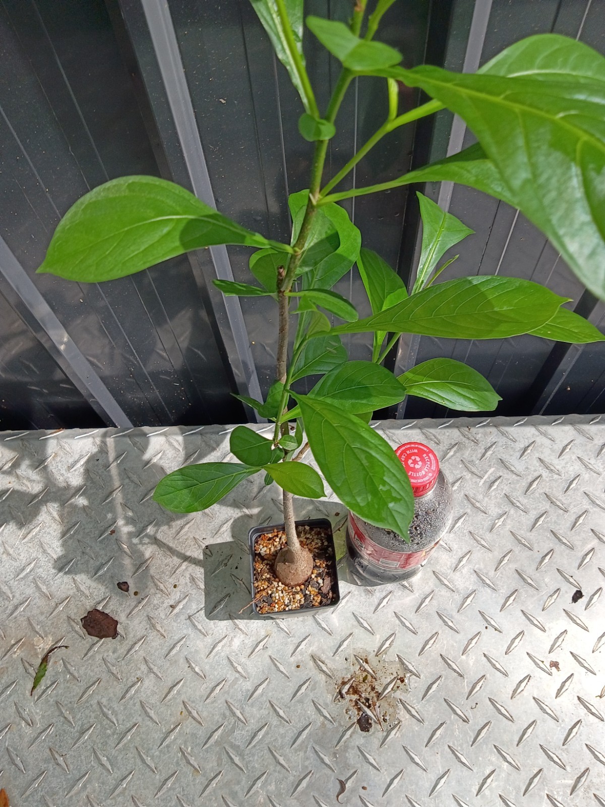 baobab digitata fully rooted potted plants (12 to 16) inches good size plants