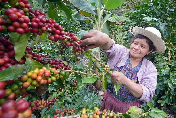 Guatamalan Coffee Bean Tree Seeds (25) / Acatenango Finca Santa Margarita / RARE